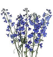 Delph. Med.Blue bmark
