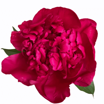 Peony BigBen chile(5st)
