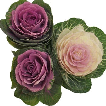Kale Mix 20 stems