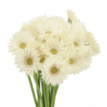 Germini Spider Cream(20st)holl - Image 2