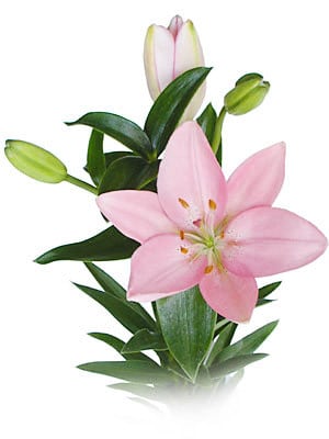 PINK lily hybrid rfi
