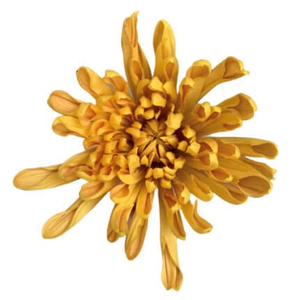 Mum Disbud Aljonka gdns