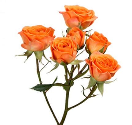 Spray Rose Org. Star 40cm Nara