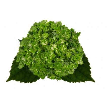 Hydrangea Mini Emerald bella(STEM)