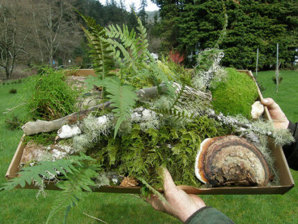 Forest droppings oregon case