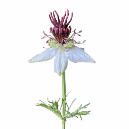 Nigella Chocolate NorCal