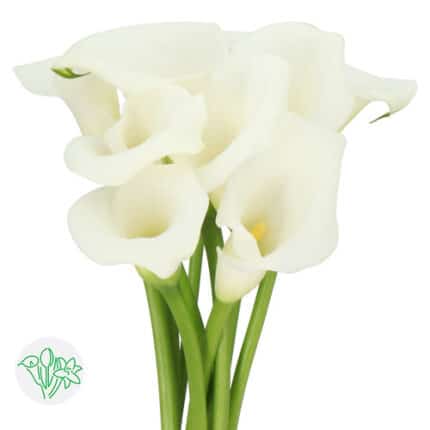 Callas White holl