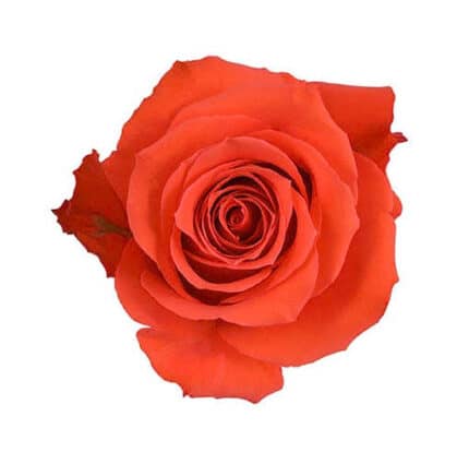 Rose Star2000 60cm rprima