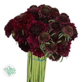Scabiosa Merlot Bon Bon holex