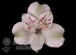 ALSTRO. VIRGINIA(WHITE)bmark