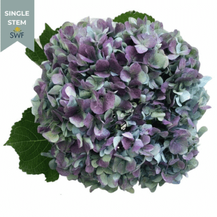 Hydrangea Hulk fresca(st)