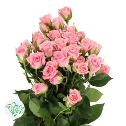 RoseSpray LtPk holl