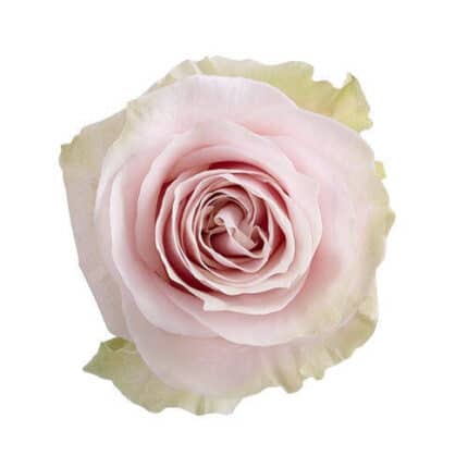 Rose Pink Mondial 50cm holex
