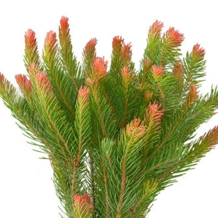 Pine Aussi camflor