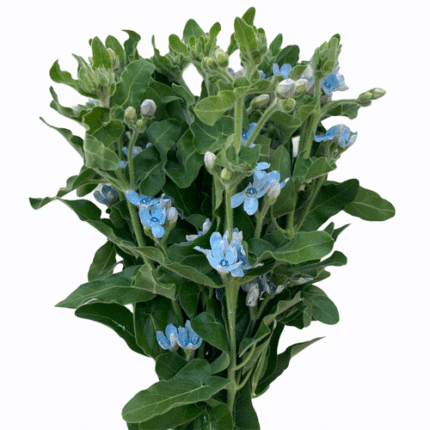 Tweedia Blue israel