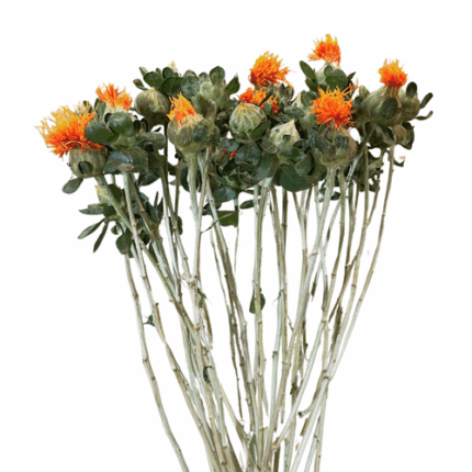 Safflower mellano