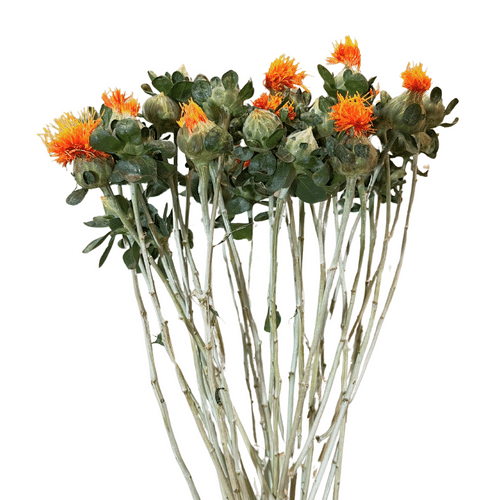 51173609-f4e4-4c40-9cbe-d3dc915b2043.png Safflower mellano - Image 1