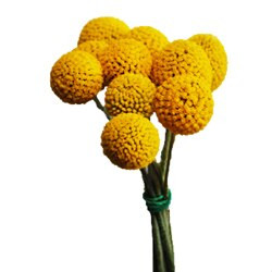 Crapedia Pop Yellow florisol