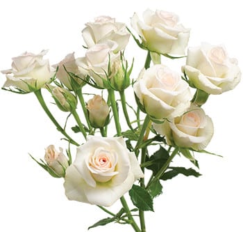 RoseSpray Porcelina tessa