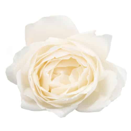 513d141b-215c-4fe0-a365-c0bf0ffe69e4.jpg Rose Gdn Princess Miyuki holex - Image 1