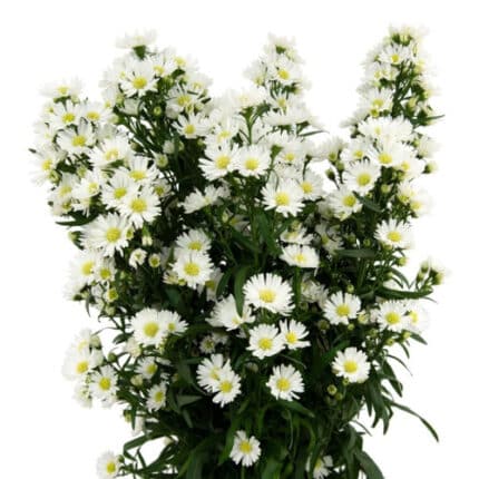 Carnival Aster White rio