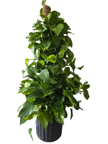 10" Pothos Pole