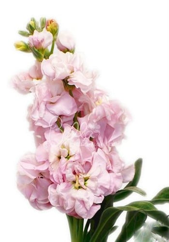 Stock Sweetheart Pink joe&son