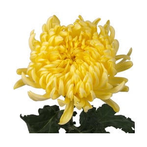 Mum Football Yellow sole