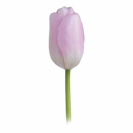 Tulip Pink/White v.d.