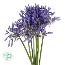 Agapanthus Dr Brouwer holl