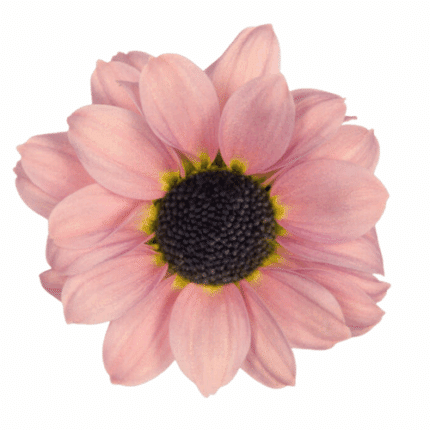 Pom Daisy YingYang Salmon gardens