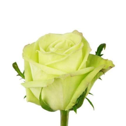 Rose GreenTea 70cm rprima