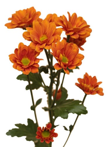 Pom Daisy Bronze bmark