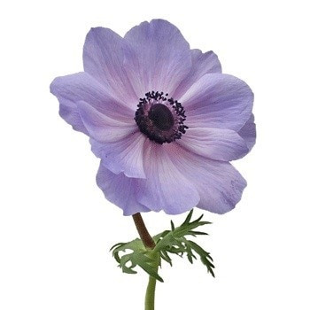 Anemonie Lavender/wht hendrick