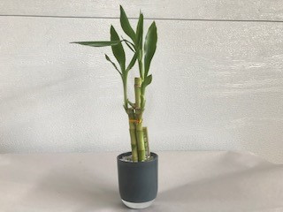 3" LUCKY BAMBOO(3ST)