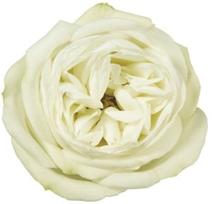 Rose Polo 50cm holex