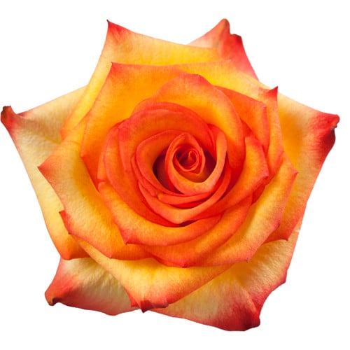 519b2de0-b5f6-4398-9237-a62c6bc0498b.jpg Rose High Magic 40 priv coll rio - Image 1