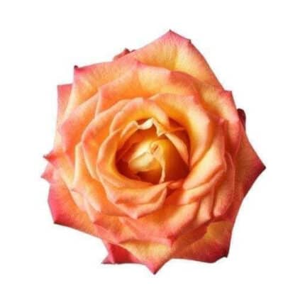 Rose Circus 50cm toscana