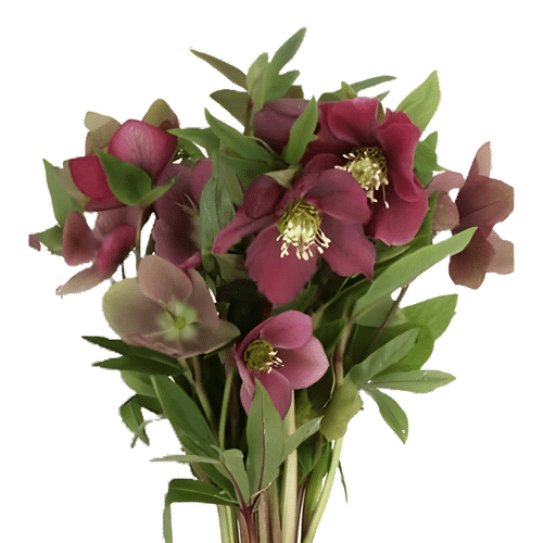 51c18e46-d705-4624-8a90-27ae30e3f1f8.png Helleborus Queens Red by - Image 1
