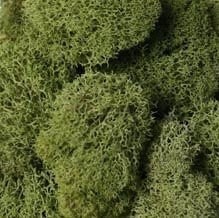 Reindeer Moss spring green 3lb