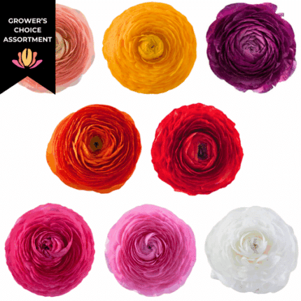 Ranunculus Asst(10case)rprima