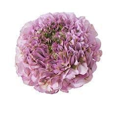 Ranunculus Pon Lavender fl boa