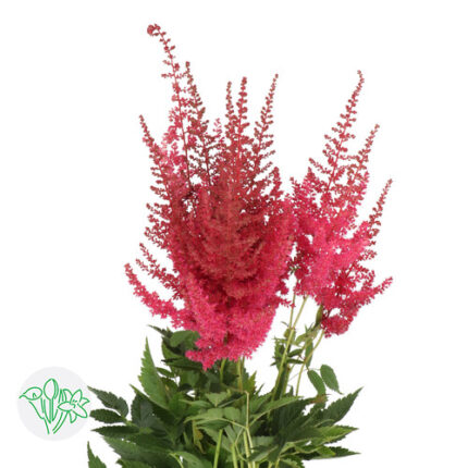 Astilbe Else Schluck holl