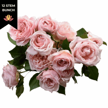 Rose Gdn Maria Pia 50cm(12st) florecal