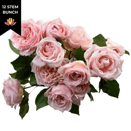 51f79161-db58-4f9f-8404-0dae4bab34f1.png Rose Gdn Maria Pia 50cm(12st) florecal - Image 1