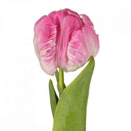 51ff3bb3-251d-4a03-acf1-59a3bfc2c201.jpg Tulip Proud Parrot holl - Image 1