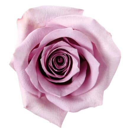 Rose Avant Garde 60cm rfi