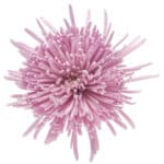 Mum Delistar Lavender fresca