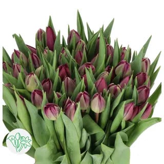 Tulip Dbl Cassandra holl