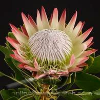 Protea king camflor pink white